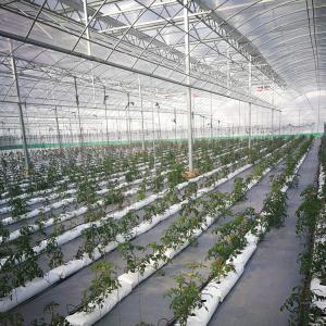 Quality Long Life Span Heavy Duty Plastic Greenhouse High Large Size Film Greenhouse wholesale