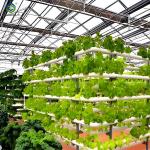 Customization Commercial Plastic Film Greenhouse For Lettuce Planting