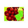 Buy cheap Ethylene absorber from wholesalers