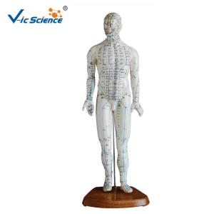 Quality 46cm Human Acupuncture Model wholesale