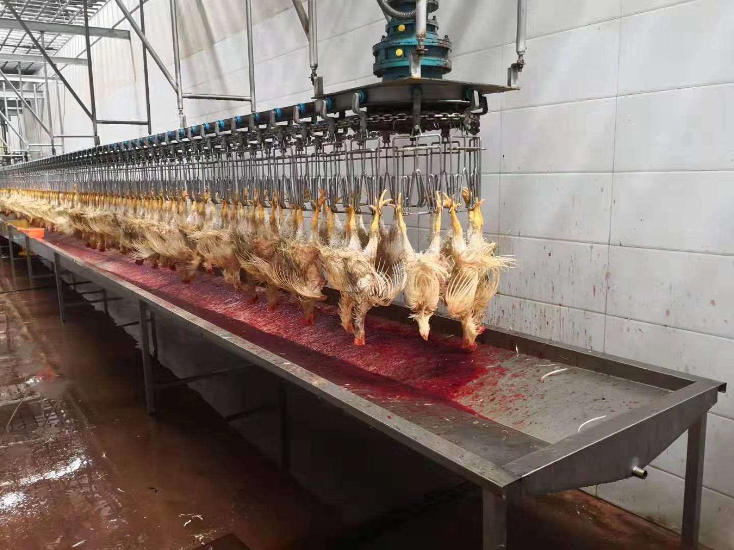 Customized Design Nanjing Changxun Chicken Abattoir Production Line Slaughter House Equipment