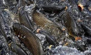 Quality DDCaroma Fish Flavor Animal Food Additives Without Agglomeration And Mildew wholesale