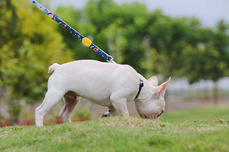 Soft Adjustable Wide Reflective Dog Collars With Name Plate Tag