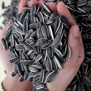 Quality Upgrade Your B2B Game with Sunflower Seeds 3668 wholesale