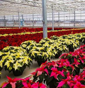 Quality JX-H0068 Anti-Drip Technology Greenhouse for Flower and Tomato Customization Offered wholesale
