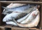 Mugil Cephalus Cephalus Gutted 1000g 1500g Frozen Grey Mullet