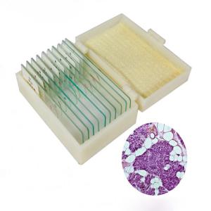 Quality 10pcs Mixed Glass Microscope Slides Medical Education Use For Children Study wholesale