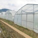 Wholesale Greenhouse China Factory Price Manufacture Singlespan Hydroponic