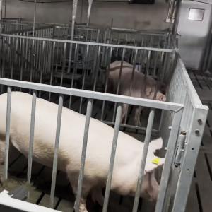 Quality Individual Cage Livestock Farm Equipment Hot Dip Galvanized Steel Boar Pen wholesale