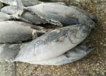 1.6kg Natural Color Frozen Seafood Fresh Bonito Tuna Fish