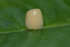 Quality Dental Design Lab Full Ceramic ISO13485 Zirconia Dental Crown For Anterior Teeth wholesale
