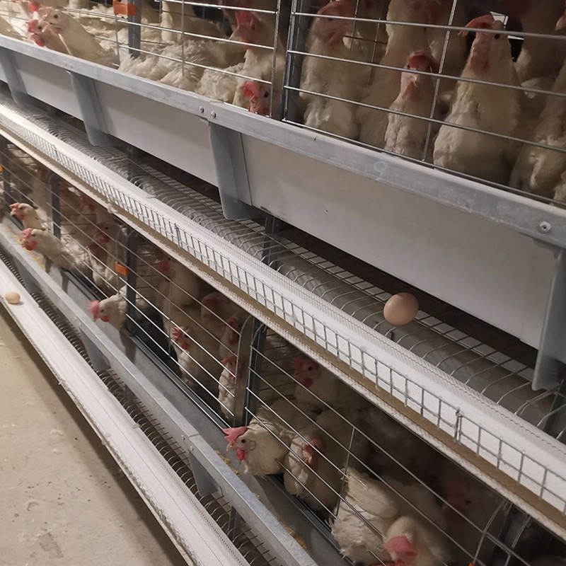 Automatic Egg Layer Chicken Farm Hens Cage UAE Poultry Equipment H Type