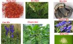 Clear Genital warts removal condyloma treatment herbal product for male sexually