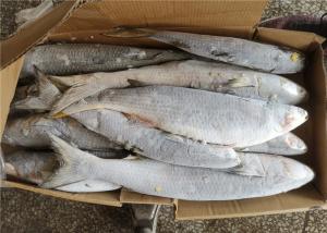 Quality 100% Net Weight Fresh 600g 700g Frozen Grey Mullet wholesale