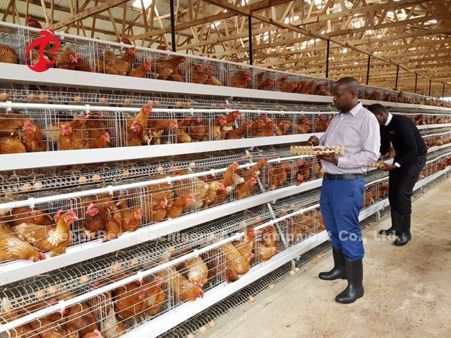 3 Or 4 Tiers Poultry Chicken Layer Cage A Type Q 235 Steel Wire Star