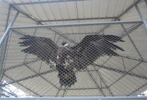 China china seller,chain link gate,fence parts,dog fence,galvanized chain link fence on sale