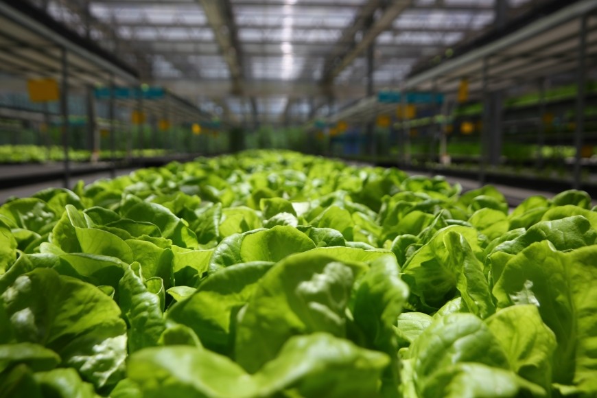 2.7umol/J 3000K Led Veg Light For Indoor Plant
