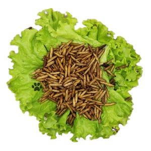 Quality Black Soldier Fly Protein Powder - Rich in Essential Amino Acids 30g Serving Size wholesale
