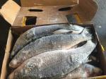 900g Mugil Cephalus Cephalus Whole Round Frozen Grey Mullet