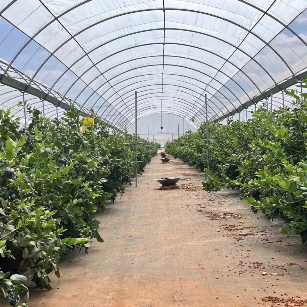 Multi-Span Plastic Greenhouse with Water Pipe