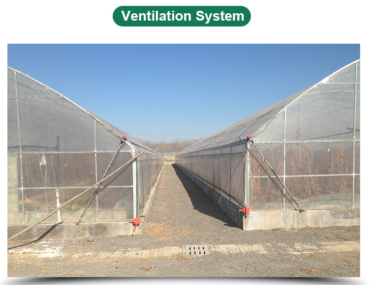 3m High Agricultural Poly Tunnel Greenhouse Transparent Colour Customizable Height