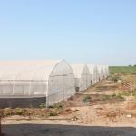 Single Span Plastic PE Film Agricultural Tunnel Greenhouse With Drip Irrigation