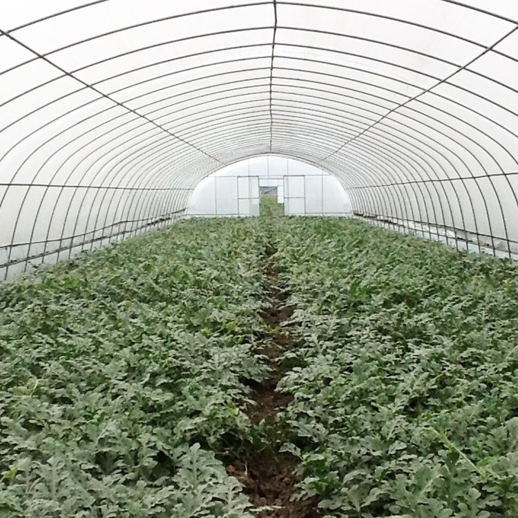 Plants Growing System Greenhouse Steel Pipe Structure Hoop Tunnel Plastic Greenhouse