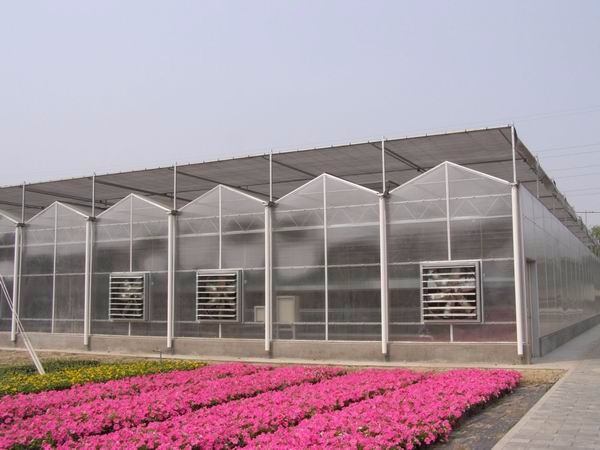 Used Container Tomato Greenhouse PE Material Optional Ventilation System