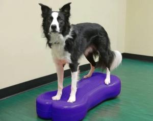 Quality Factory wholesales bone Dog Training Regular Balancing Bone wholesale