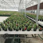 Commercial Greenhouse Rolling Benches / Seedbed Wire Greenhouse Bench for
