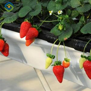 Quality Agricultural Intelligent Strawberry Green House PC Board Greenhouse Eco Friendly wholesale