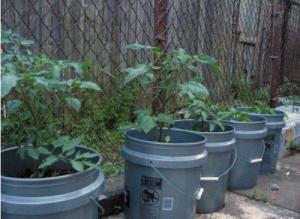 Quality 5 Gallon Plastic Bucket Containers For Planting Vegetables Garden wholesale