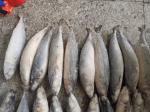 BRC Certified IQF BQF Fresh Pacific Mackerel Fish