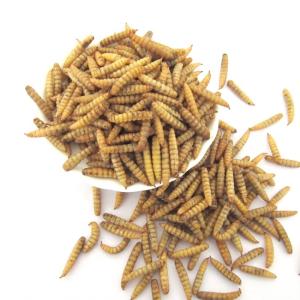 Quality Black Soldier Fly Larvae Meal (BSFL Powder) – Weight 1kg wholesale
