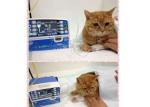 Animal Vet Infusion Pump Medical Veterinary Infusion Pump With Micro Mode 0.1~99