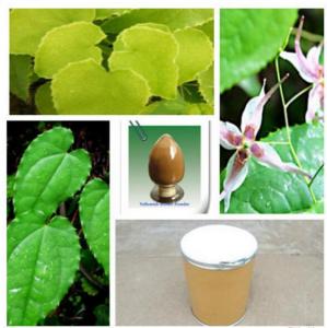 Quality Epimedium PE 20% icariin wholesale