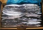Whole Round #2 BQF Freezing Frozen Pacific Saury