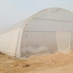 8m Span Greenhouse for Cultivation on Small Agriculture Farms and Farming