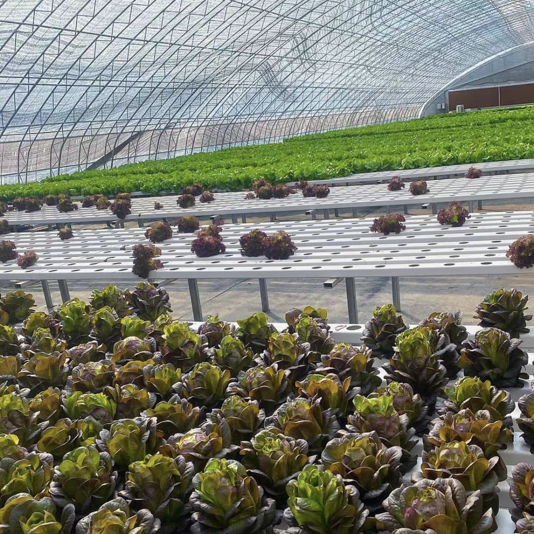 Aquaculture Seeding Breening Sunlight Greenhouse