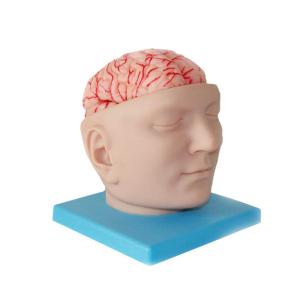 Quality Life Size Medical Education Human Brain Anatomy 3d Model With Arteries wholesale