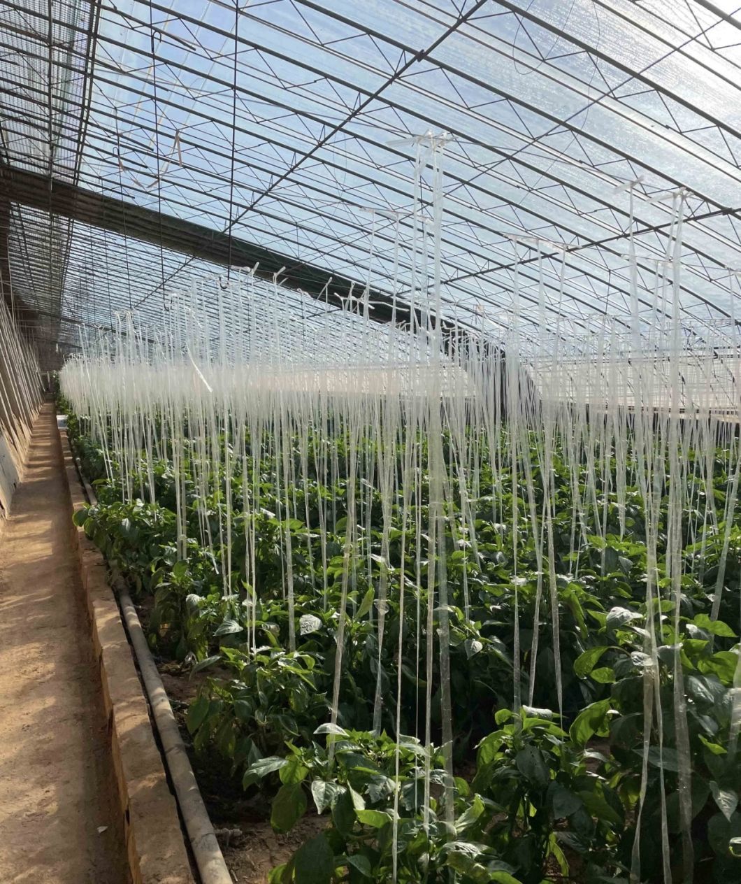 Aquaculture Vegetable Film Strawberry Flower Sunlight Greenhouse