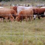 1.8m Agriculture Grassland Field Fixed Knot High Tensile Fence