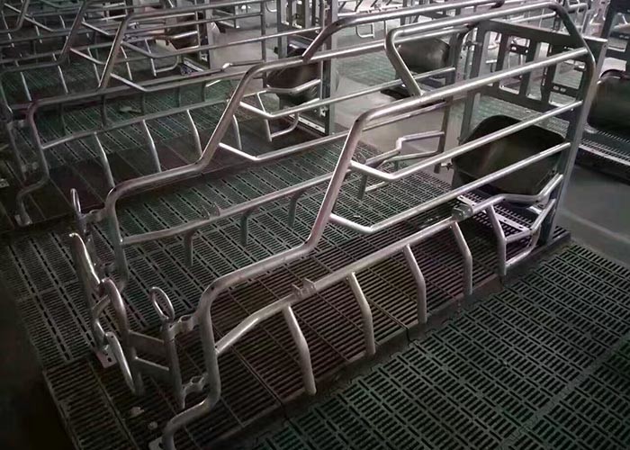 Pig Farming Swine Sow Farrowing Crate Anti Rust Easy Installation