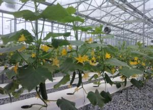 Quality Cucumber Greenhouse Hydroponic Systems Galvanized Frame Thin Film Structure wholesale