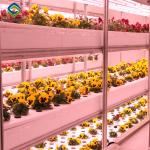 Transparent Large Commercial Greenhouse Agricultural Green House For Flowers
