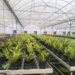 Large Poly Tunnel Agricultural Multi-span PE Film Flower Custom Greenhouse
