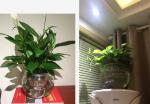 Water culture hydroponic plant glass transparent glass vase container green
