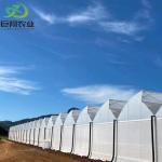 Hydroponic Planting Multi Span Greenhouse for Vegetables/Tomato 200 Microns Film