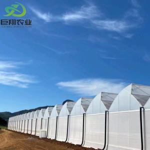 Quality Hydroponic Planting Multi Span Greenhouse for Vegetables/Tomato 200 Microns Film Cover wholesale