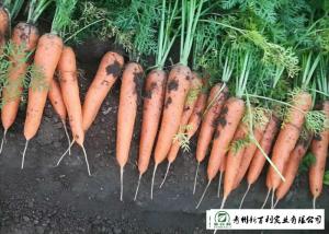 Quality Japan Standard Fresh Organic Carrots Own Plantation Supply To Supermarket wholesale